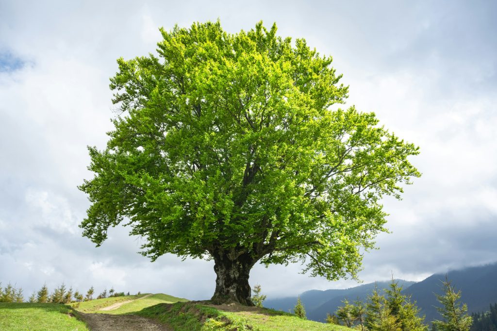 Spirituele betekenis van een beuk boom